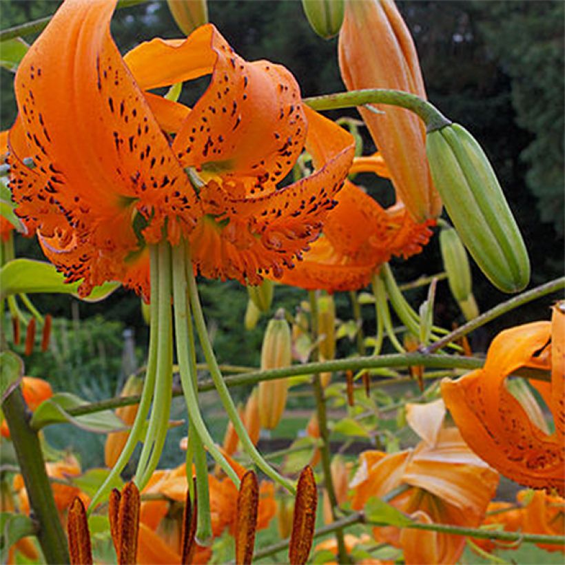 Lilium henryi  (Flowering)