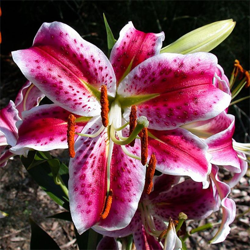 Lilium speciosum var. rubrum Uchida (Flowering)