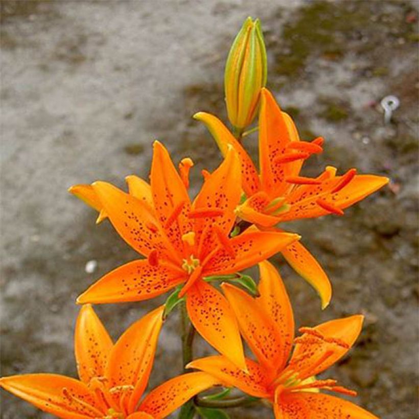 Lilium tsingtauense - Lily (Flowering)