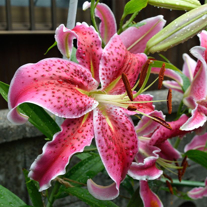 Lilium Imperial Crimson - Lily NA (Flowering)
