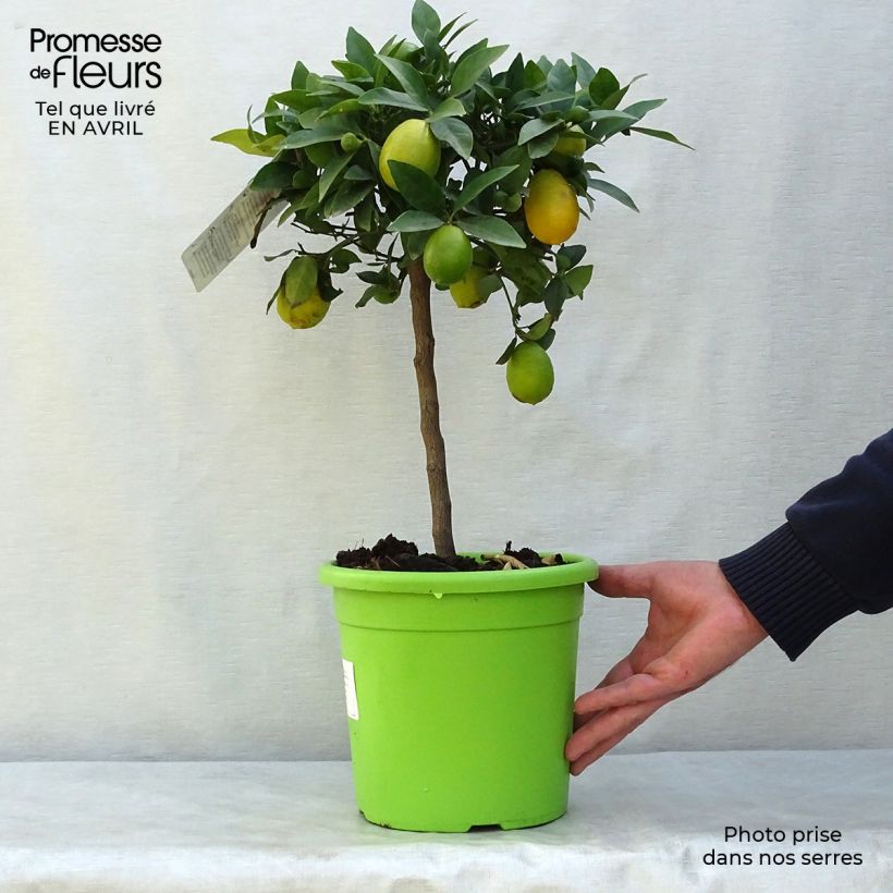 Citrus x floridana - Limequat Citrus Tree sample as delivered in spring