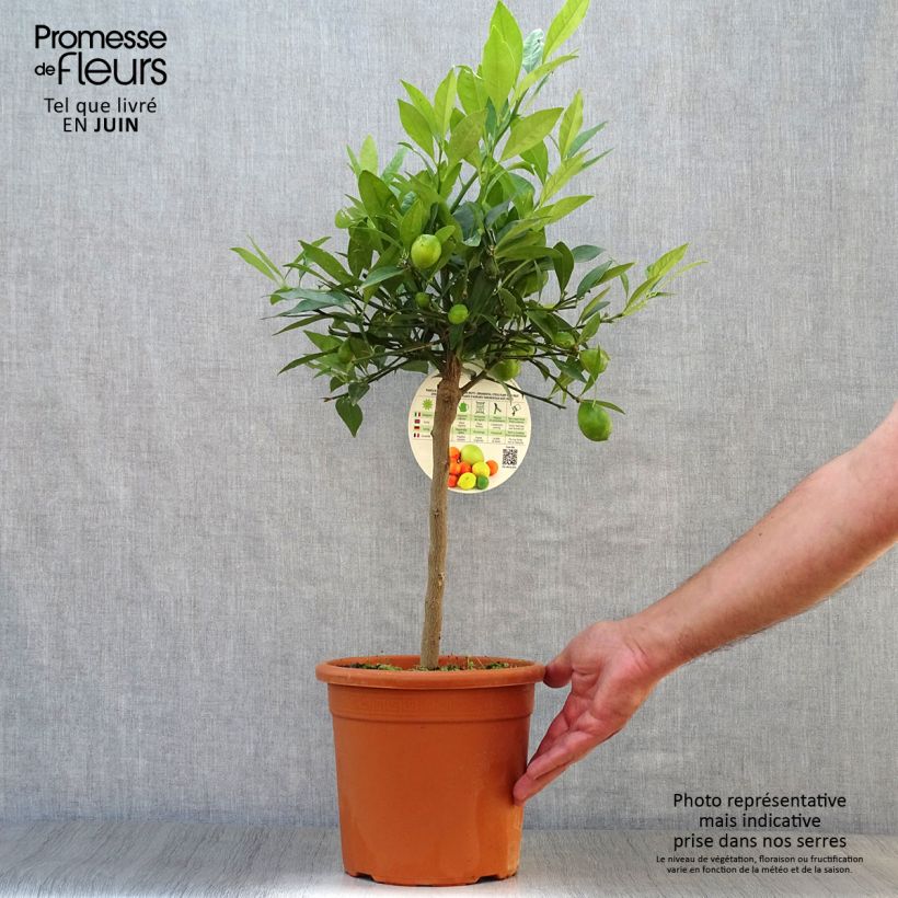 Citrus x floridana - Limequat Citrus Tree 4L/5L pot, Quarter standard sample as delivered in summer