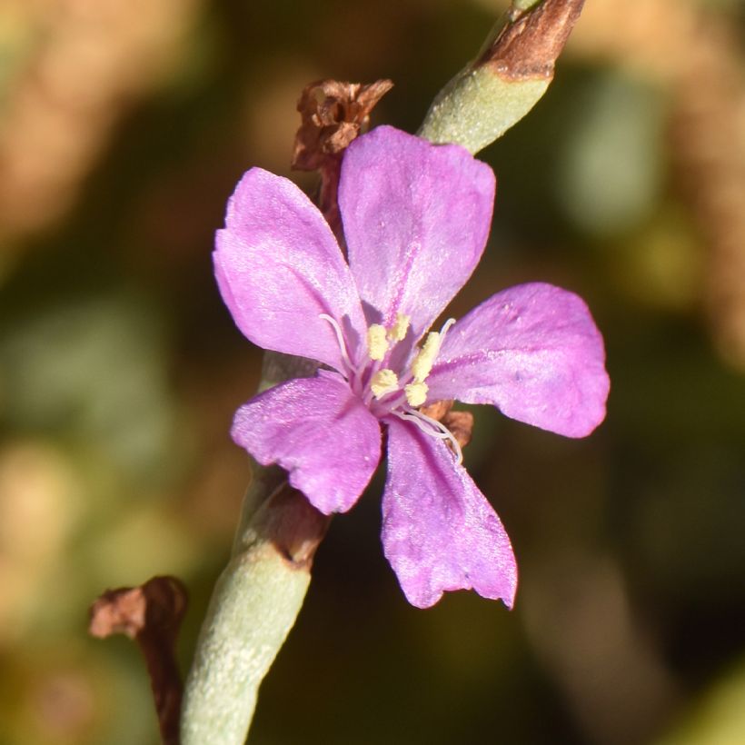 Limoniastrum monopetalum (Flowering)