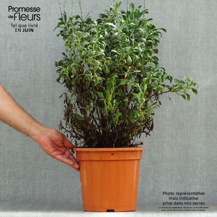 Limoniastrum monopetalum 7.5L/10L pot sample as delivered in summer
