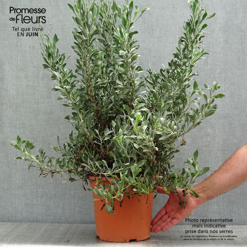 Limoniastrum monopetalum - Grand statice, Lavande de mer - Pot de 7,5L/10L sample as delivered in spring