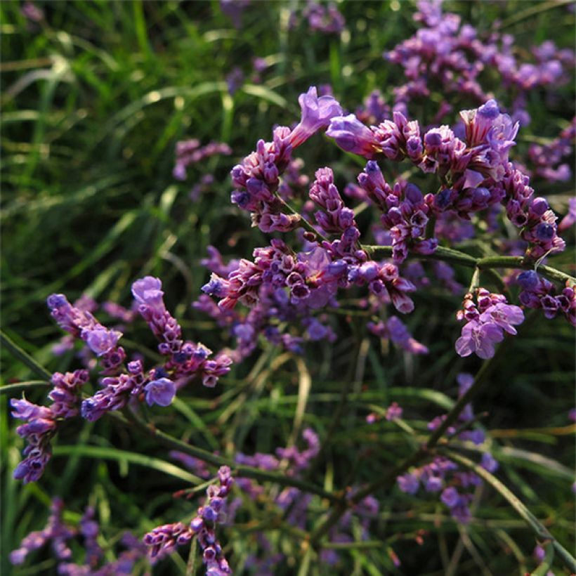 Limonium gmelinii subsp. hungaricum (Flowering)