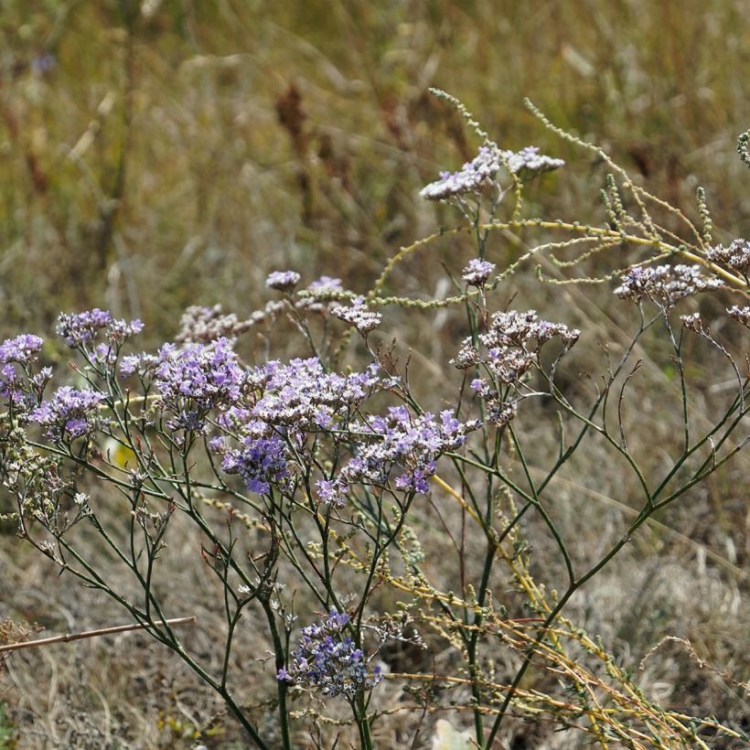 Limonium gmelinii subsp. hungaricum (Plant habit)