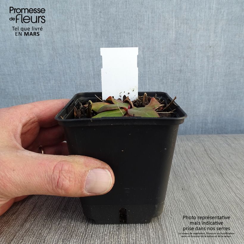 Limonium platyphyllum 8/9 cm pot sample as delivered in winter