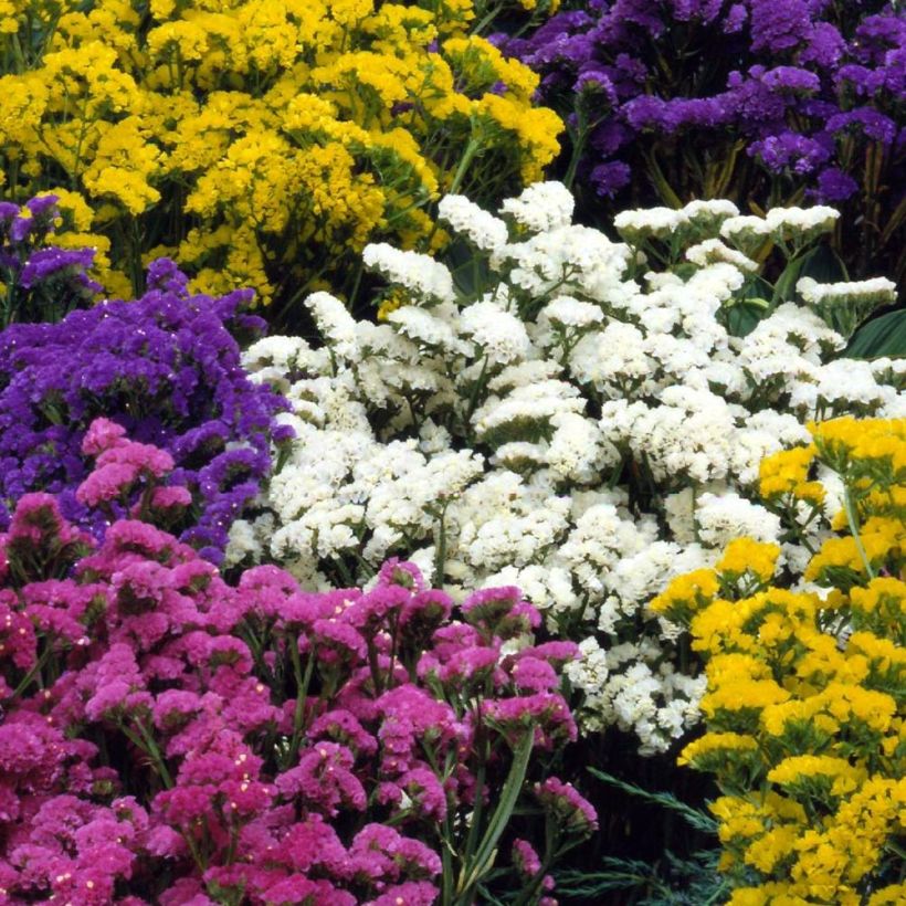 Limonium sinuatum Forever Mix (Flowering)