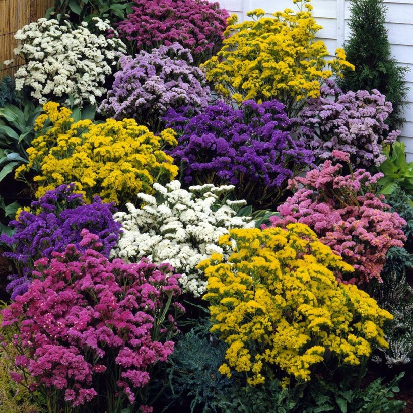 Limonium sinuatum Forever Mix (Plant habit)