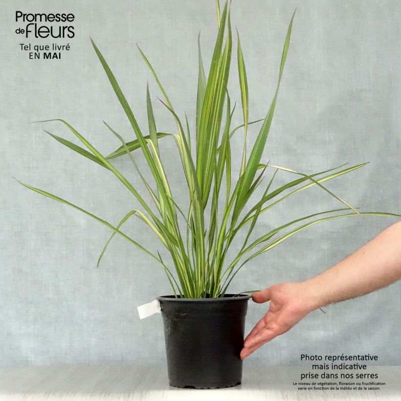 Phormium tenax Apricot Queen - New Zealand Flax sample as delivered in spring