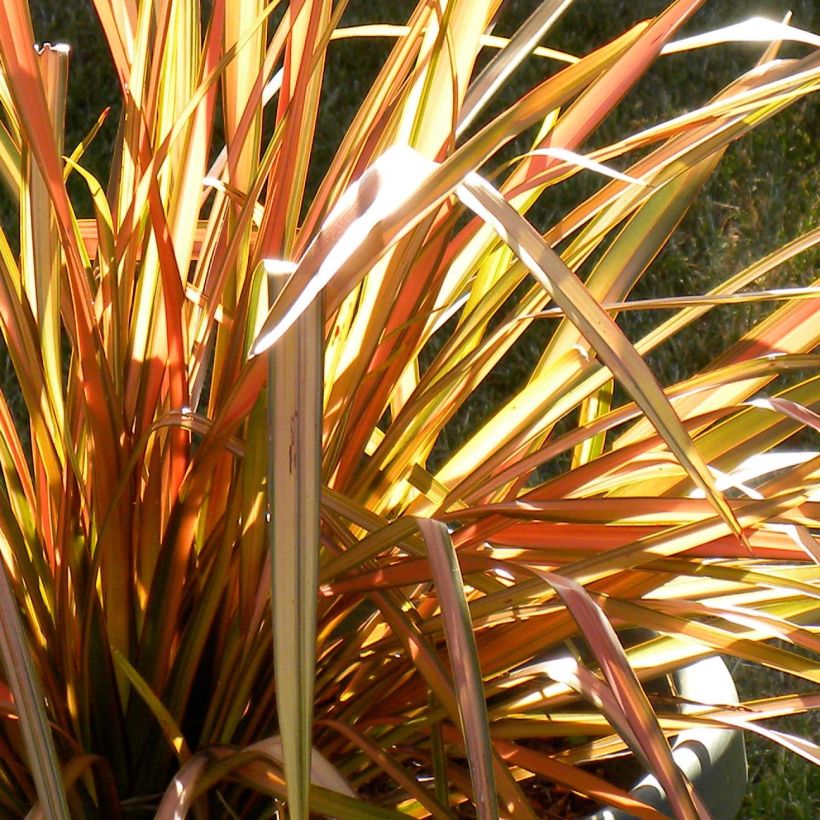 Phormium tenax Flamingo - New Zealand Flax (Foliage)