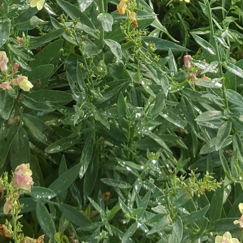 Linaria purpurea Peachy (Foliage)