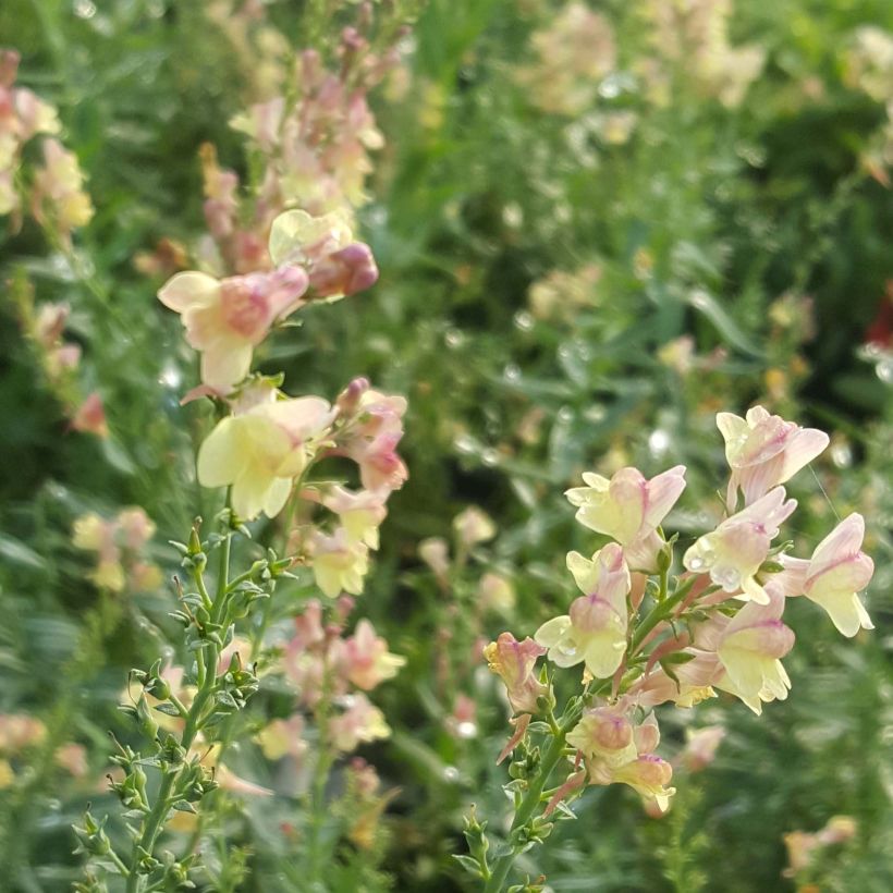 Linaria purpurea Peachy (Flowering)