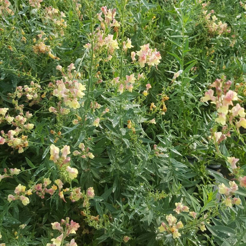 Linaria purpurea Peachy (Plant habit)