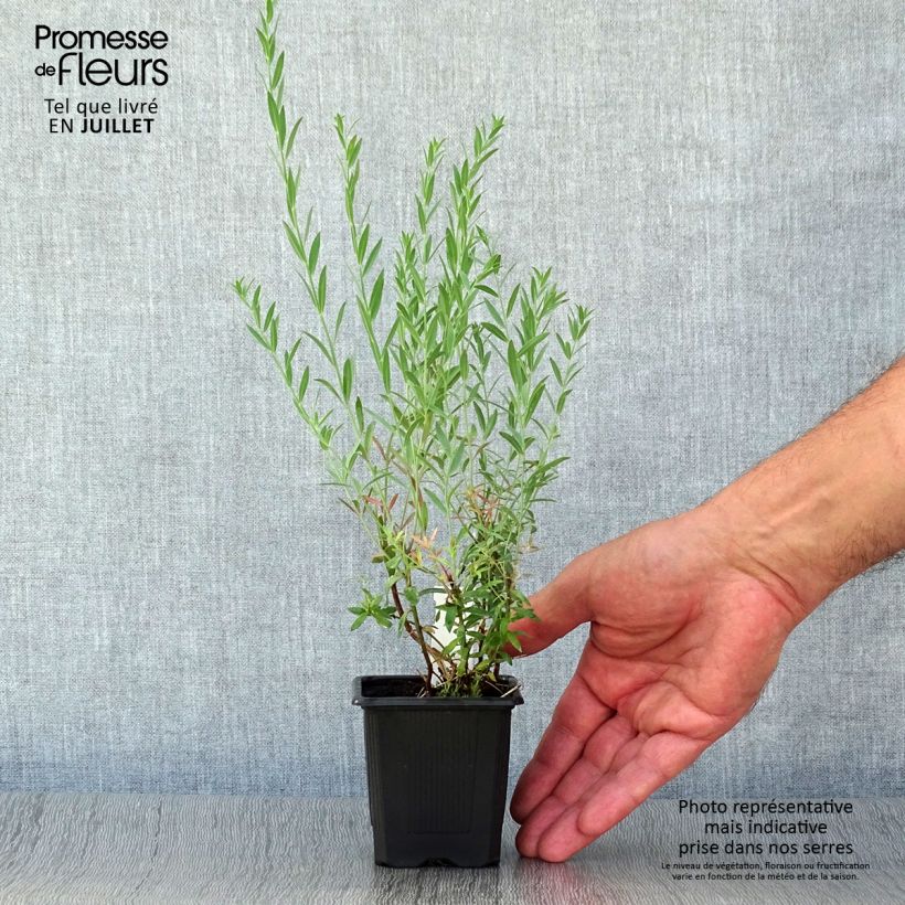 Linaria purpurea Peachy 8/9 cm pot sample as delivered in summer