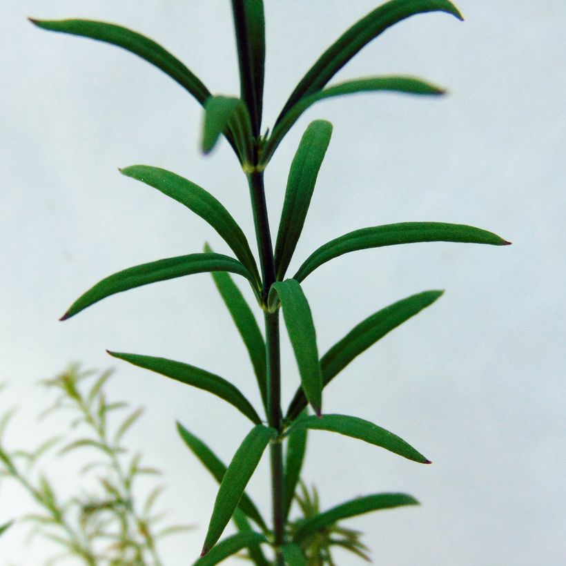 Linaria anticaria Antique Silver (Foliage)