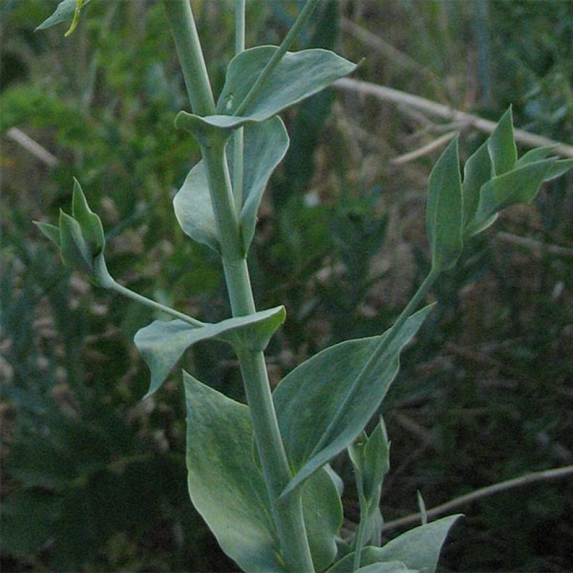 Linaria dalmatica (Foliage)