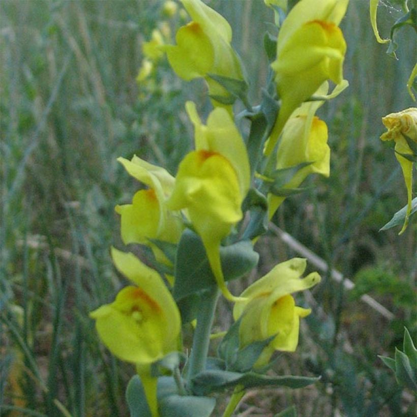 Linaria dalmatica (Flowering)
