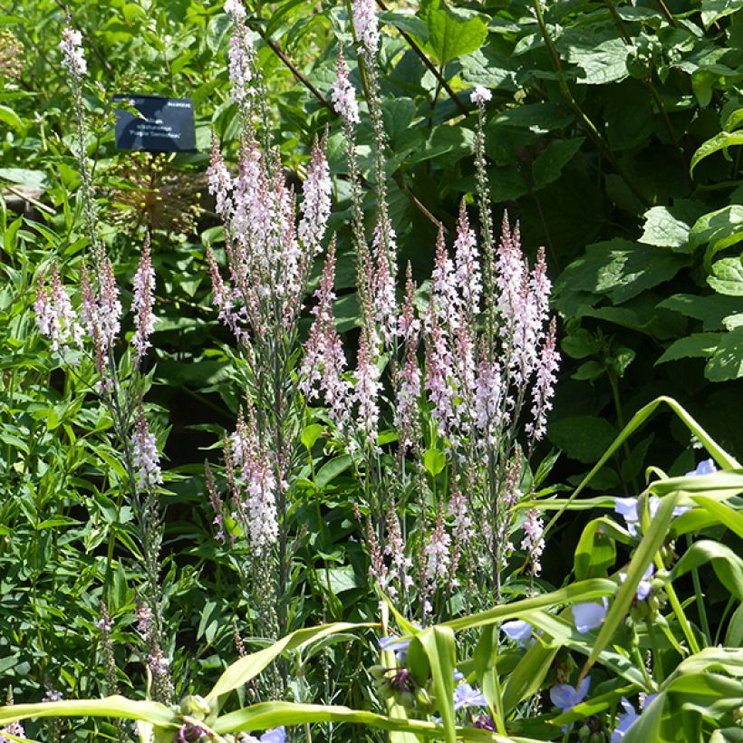 Linaria purpurea Canon J. Went (Flowering)