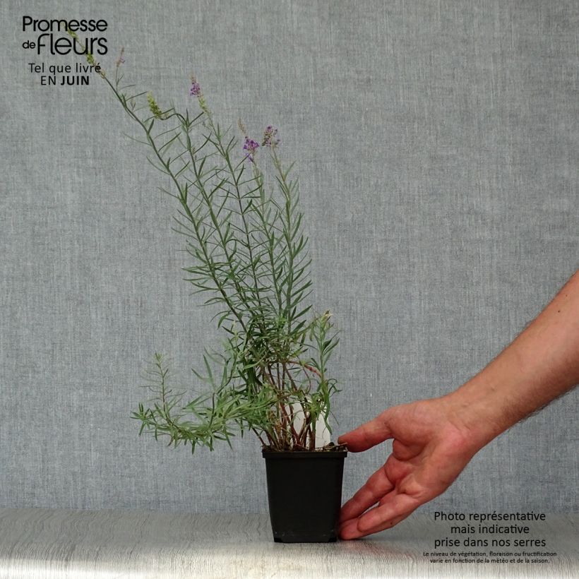 Linaria purpurea 8/9 cm pot sample as delivered in summer