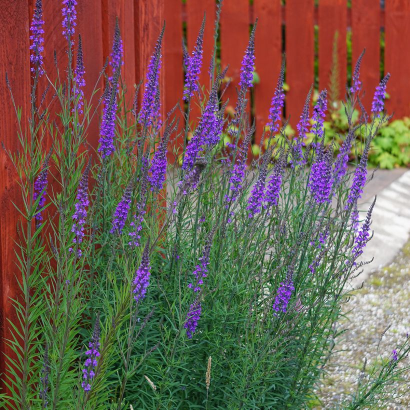 Linaria purpurea (Plant habit)