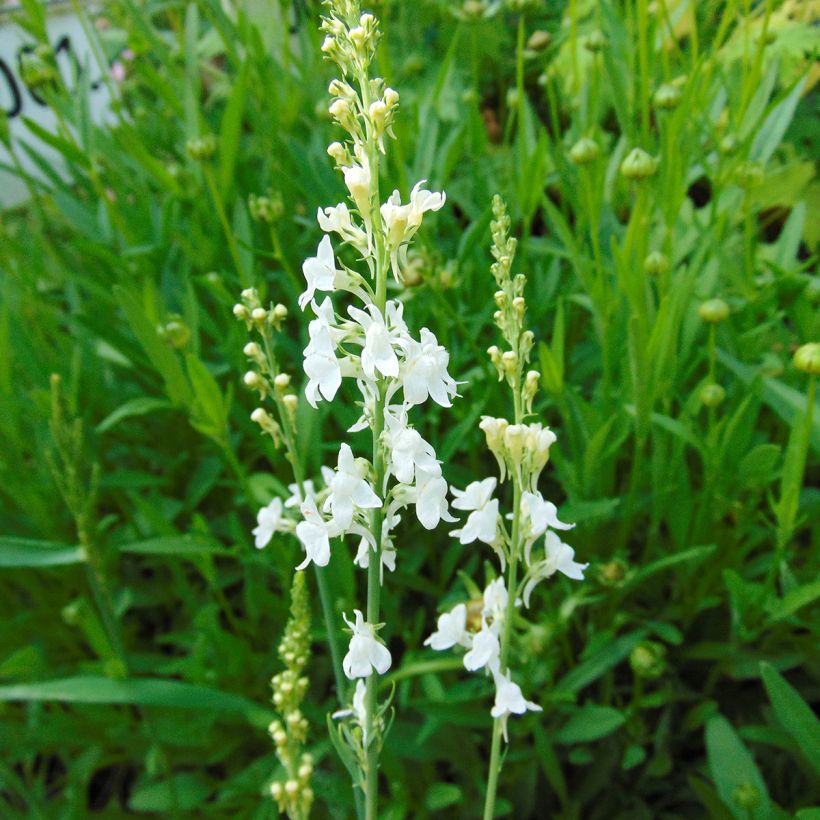 Linaria purpurea Alba (Flowering)