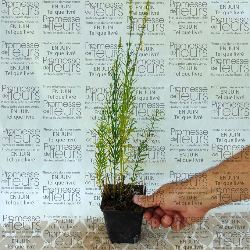 Example of Linaria purpurea Alba 8/9 cm pot specimen as delivered