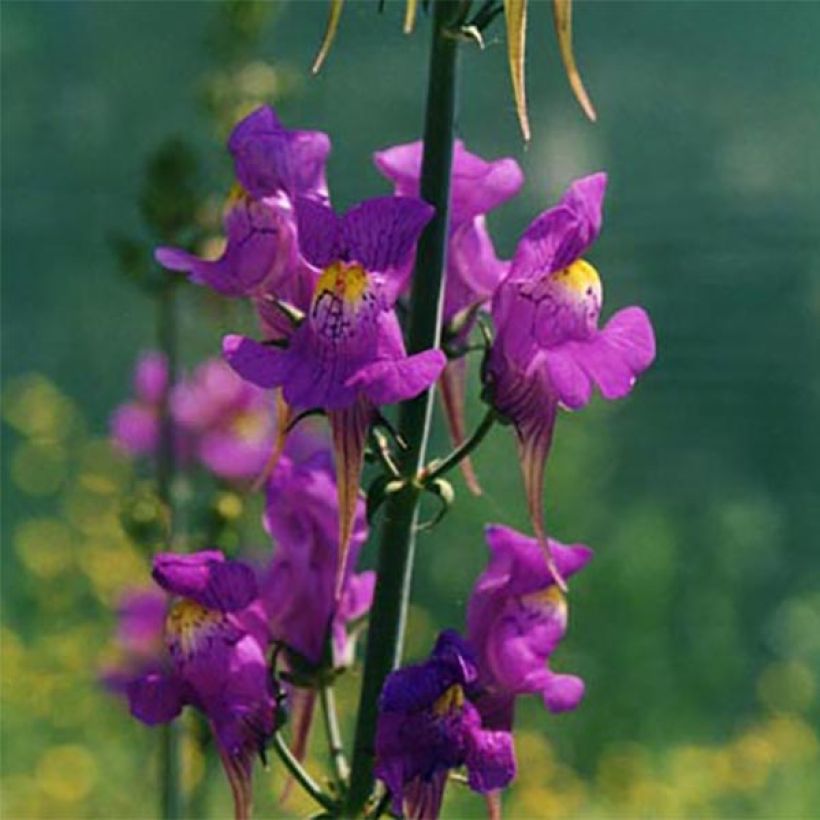 Linaria triornithophora (Flowering)