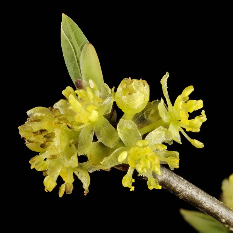 Lindera benzoin (Flowering)
