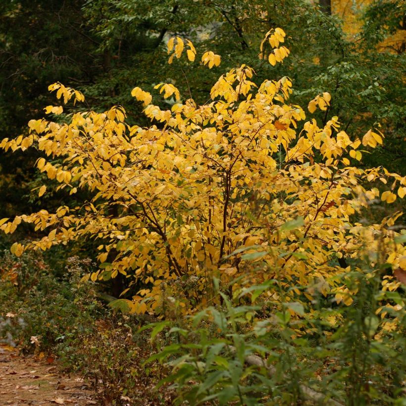 Lindera benzoin (Plant habit)