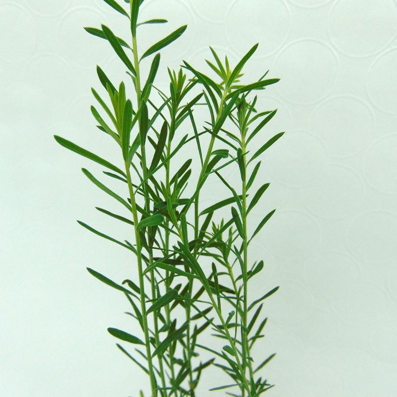 Linum perenne - Perennial Flax (Foliage)