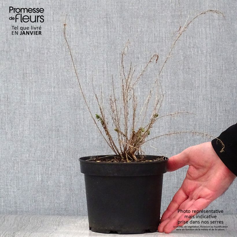Linum perenne - Perennial Flax sample as delivered in winter