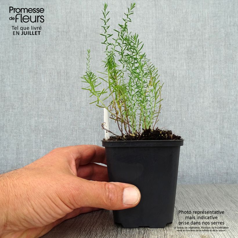 Linum perenne - Perennial Flax 7/8 cm pot sample as delivered in summer