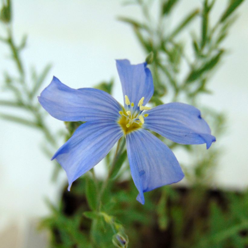 Linum perenne - Perennial Flax (Flowering)