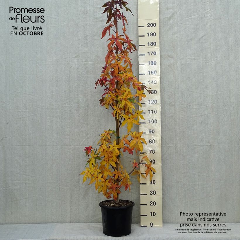 Liquidambar styraciflua Palo Alto - American Sweetgum 7.5L/10L pot sample as delivered in autumn