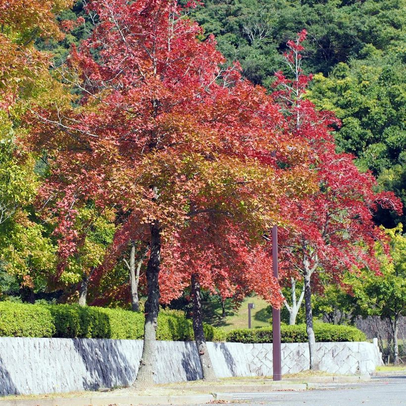 Liquidambar formosana (Plant habit)