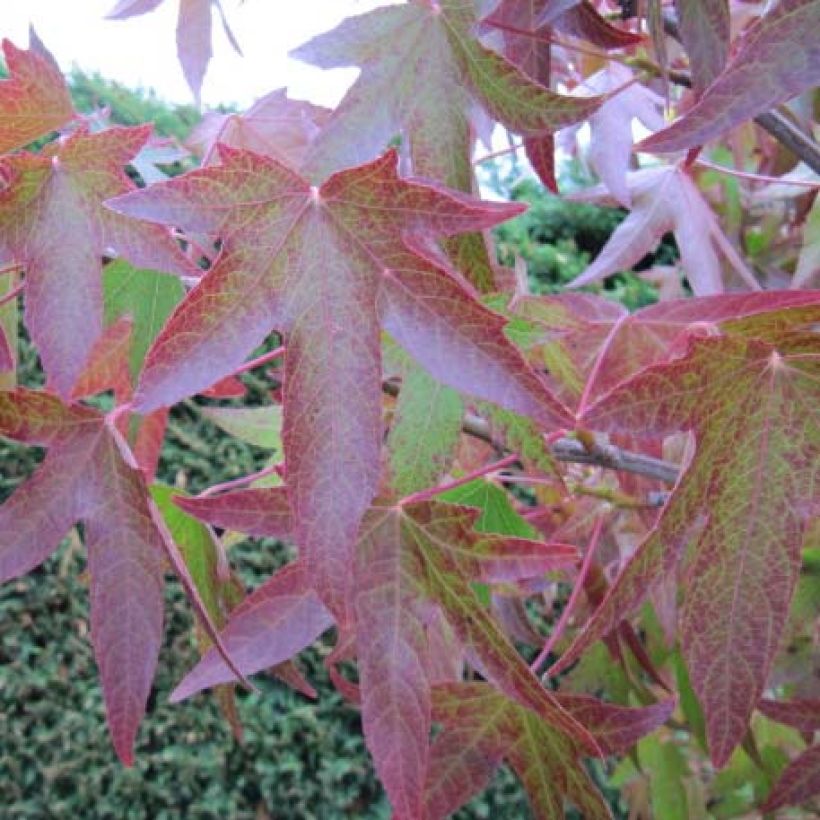 Liquidambar styraciflua - American Sweetgum (Foliage)