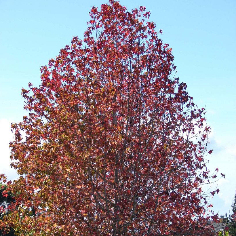 Liquidambar styraciflua - American Sweetgum (Plant habit)