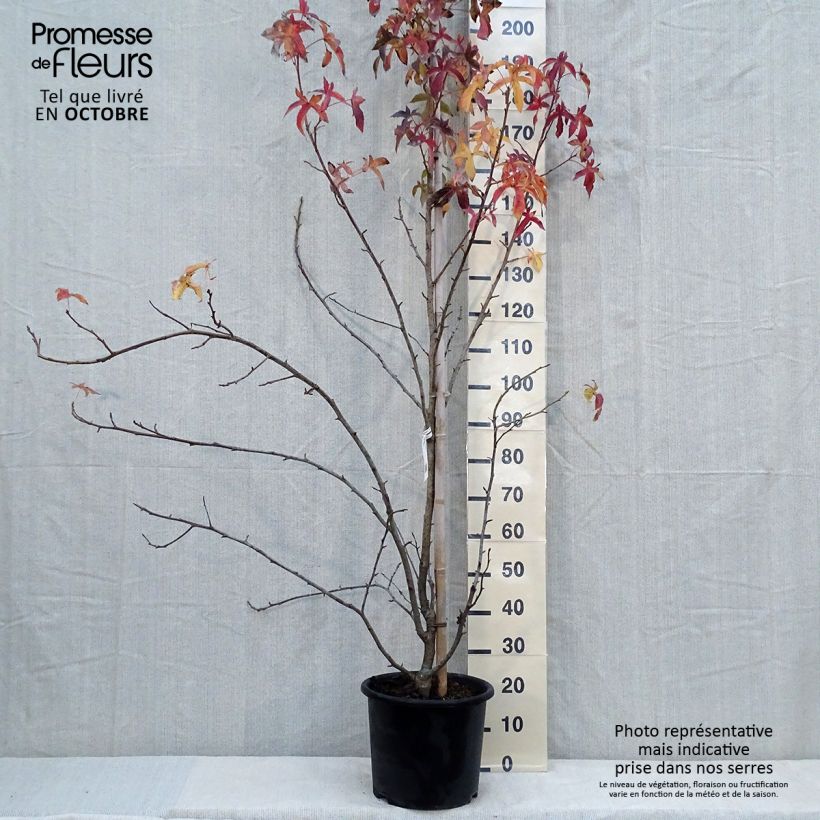Liquidambar styraciflua  Aurea - American Sweetgum 7.5L/10L pot sample as delivered in autumn