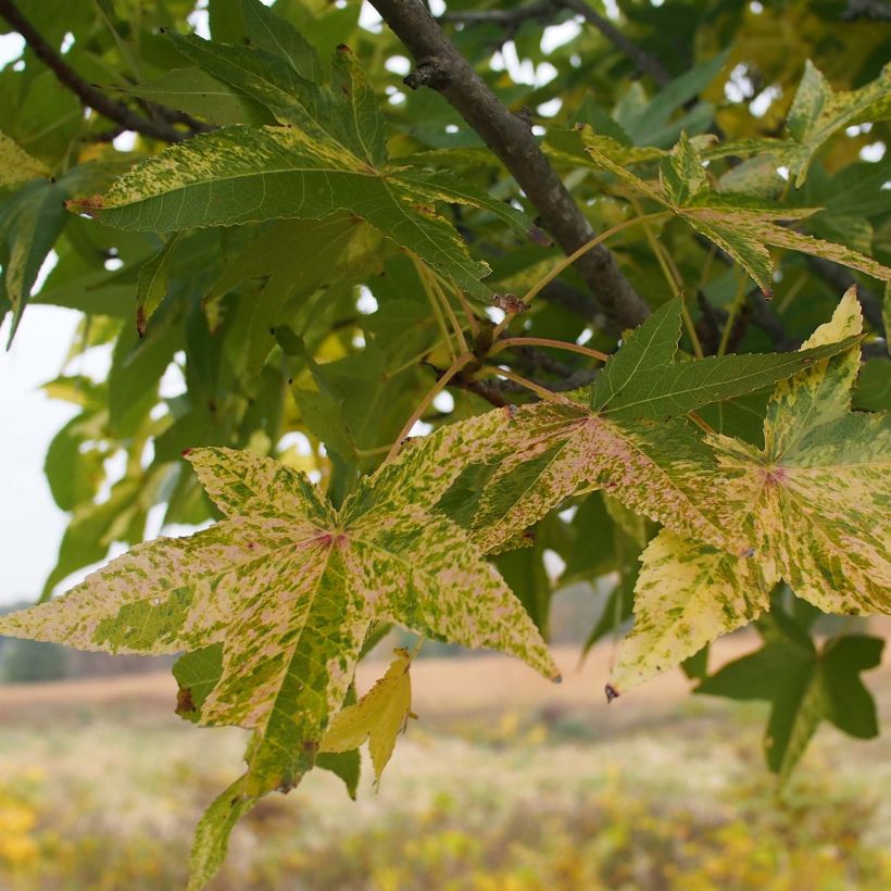 Liquidambar styraciflua  Aurea (Foliage)