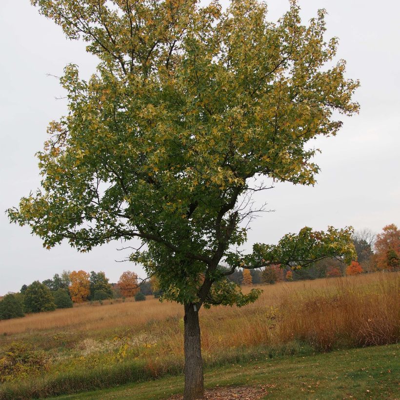 Liquidambar styraciflua  Aurea (Plant habit)