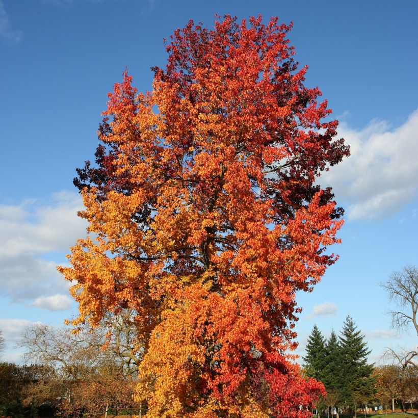 Liquidambar styraciflua Golden Sun - American Sweetgum (Plant habit)