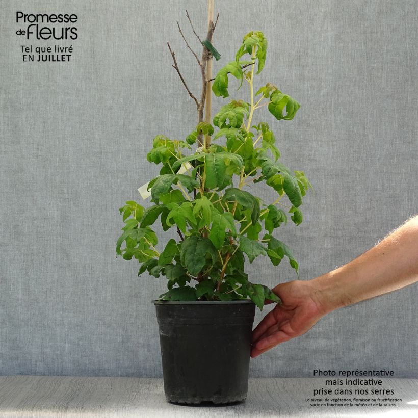 Liquidambar styraciflua Golden Sun - American Sweetgum 4L/5L pot sample as delivered in summer