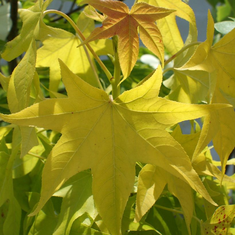 Liquidambar styraciflua Naree - American Sweetgum (Foliage)