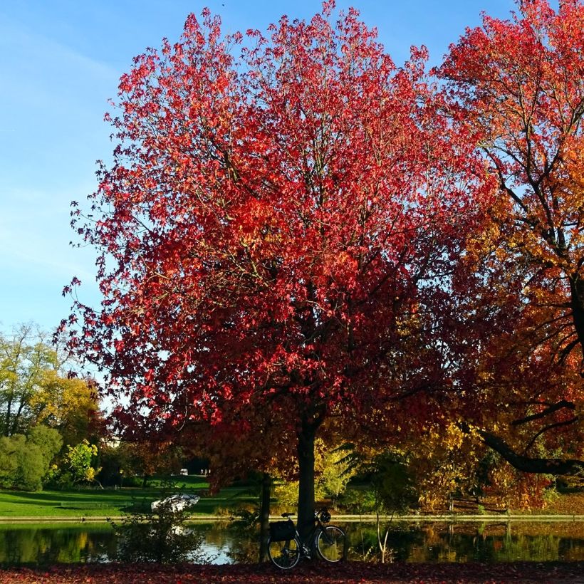 Liquidambar styraciflua Palo Alto - American Sweetgum (Plant habit)