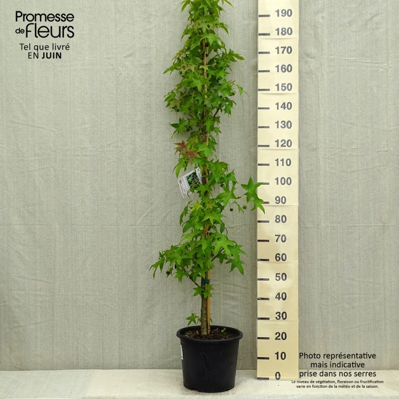 Liquidambar styraciflua Palo Alto - American Sweetgum 7.5L/10L pot sample as delivered in spring