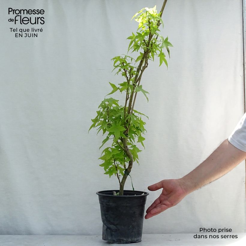 Liquidambar styraciflua Slender Silhouette - American Sweetgum 4L/5L pot sample as delivered in summer
