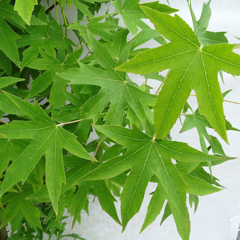 Liquidambar styraciflua Worplesdon - American Sweetgum (Foliage)