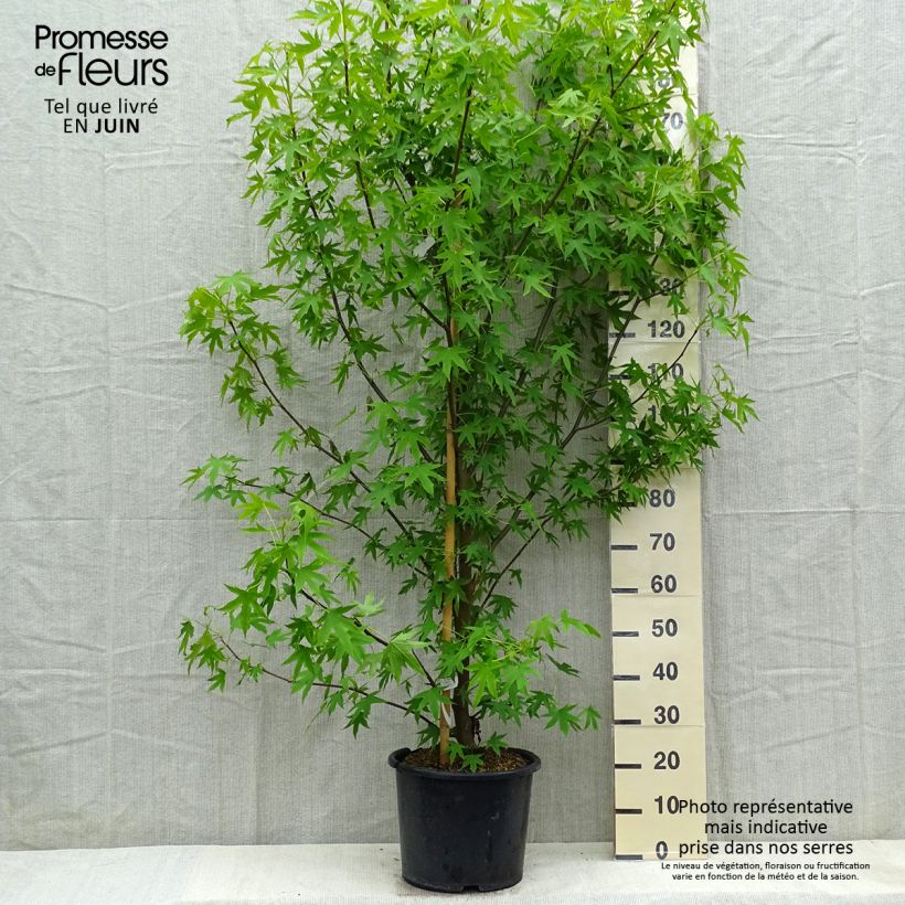 Liquidambar styraciflua Worplesdon - American Sweetgum 7.5L/10L potShipped height around 160/200cm sample as delivered in spring